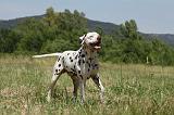 DALMATIEN 353